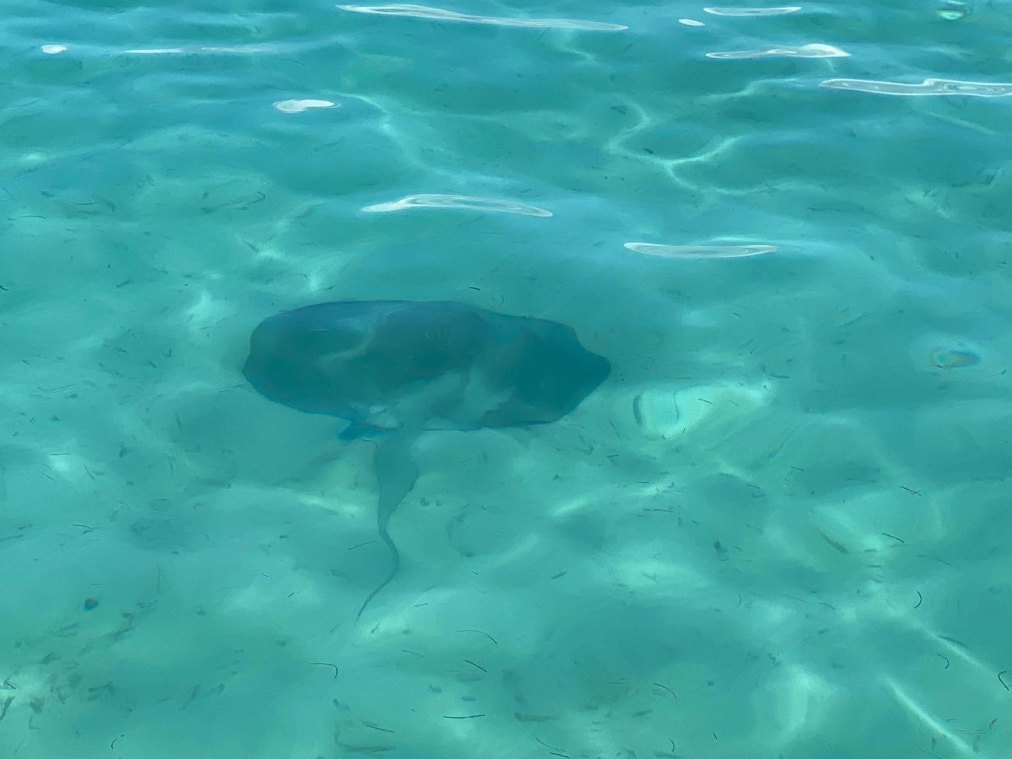 בוקס דל טורו Dolphin Blue Paradise מראה חיצוני תמונה